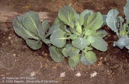 Iron phosphate bait (Sluggo) in piles beside cabbage plants.